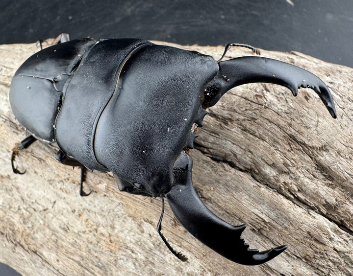 【WD】《スラウェシオオヒラタ 南スラウェシ産 91mm ペア》