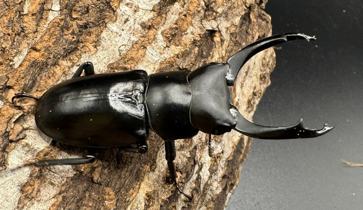 【WD】《ブラナウンコクワ 貢山産 61mm ペア》