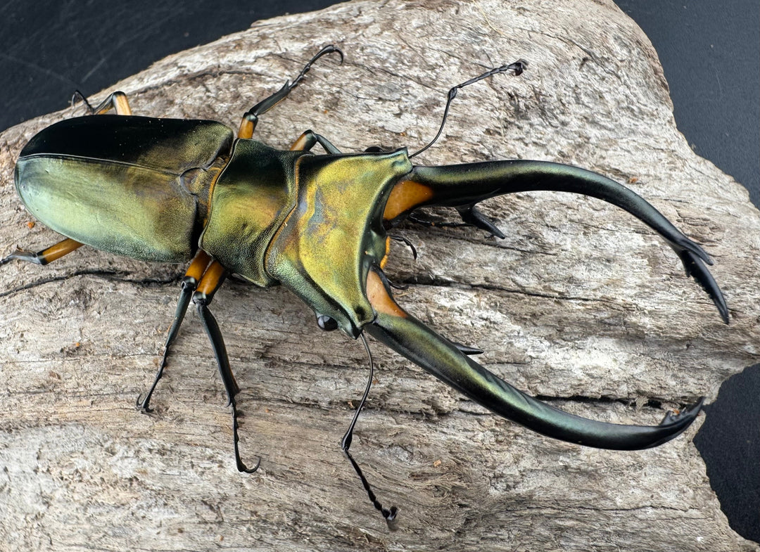 【WD】《エラフスホソアカ 91mm ペア》