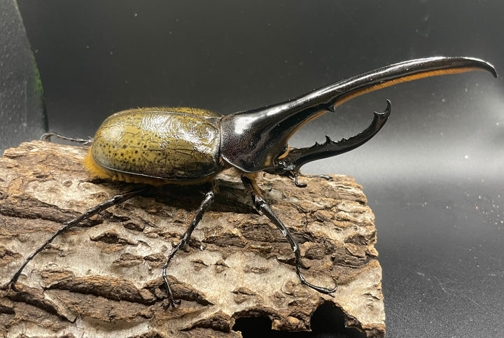 《ヘラクレス・ヘラクレス 147mm ペア》