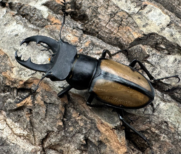 【WD】《パリーミヤマクワガタ 40.5mm B品ペア》