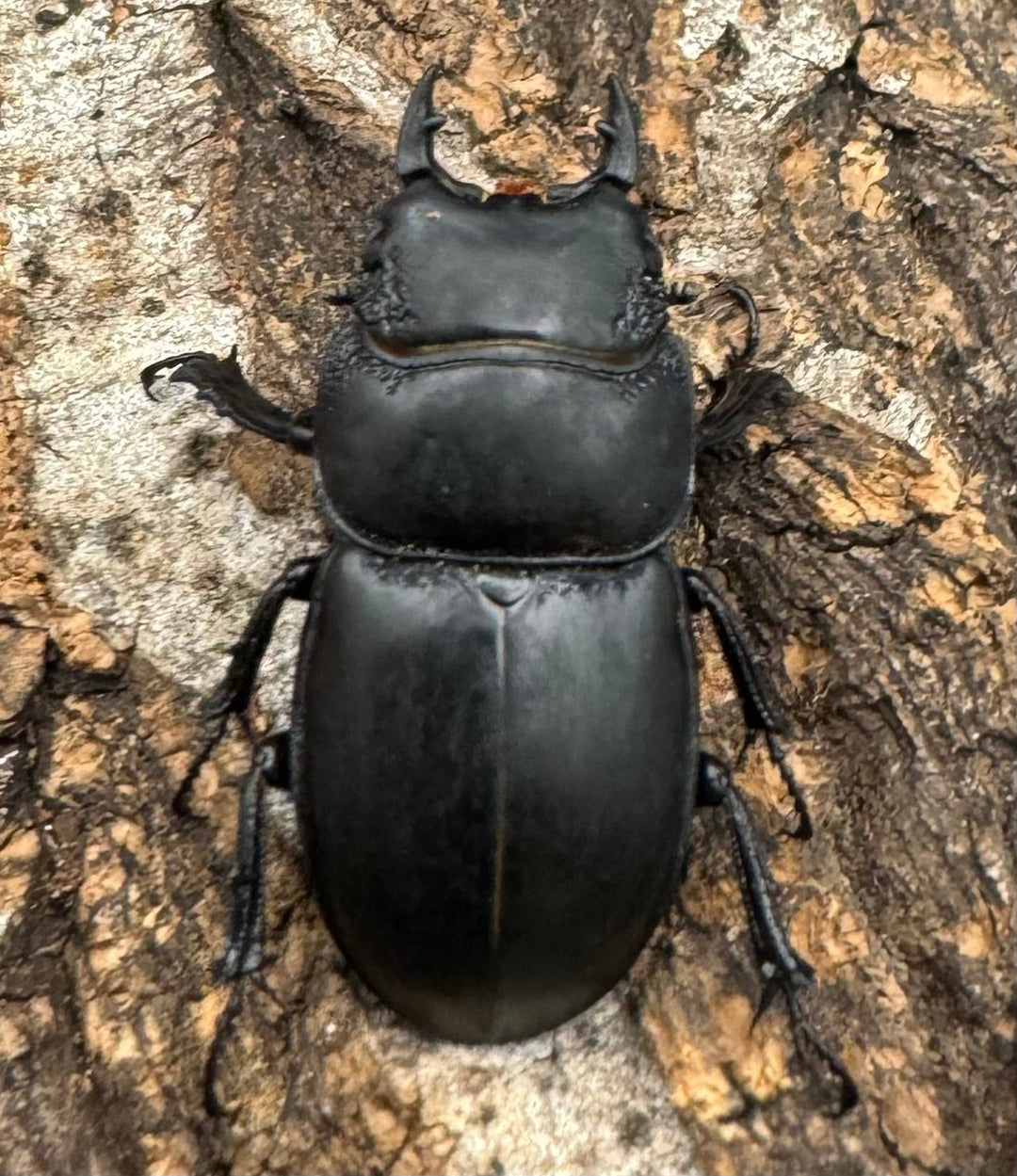 【WD】《ティアンムニセヒタラ 29.5mm ♂♀♀トリオ》