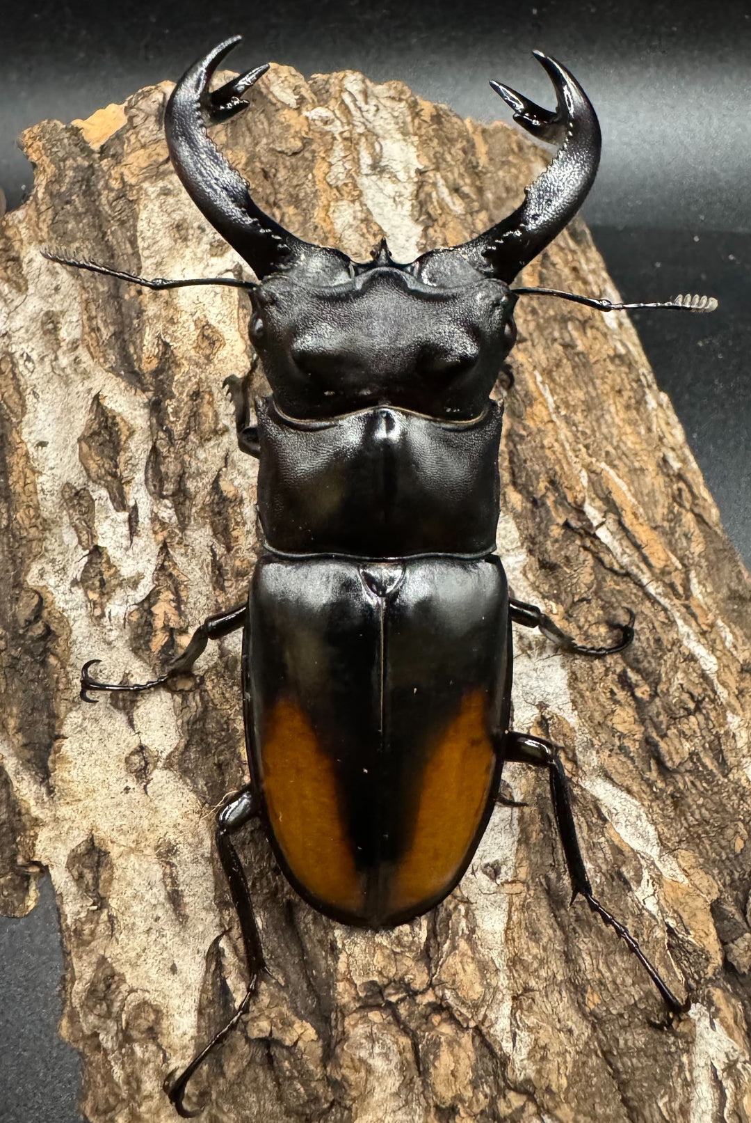 【WD】《セアカフタマタ（パリーフタマタ） 83mm ペア》