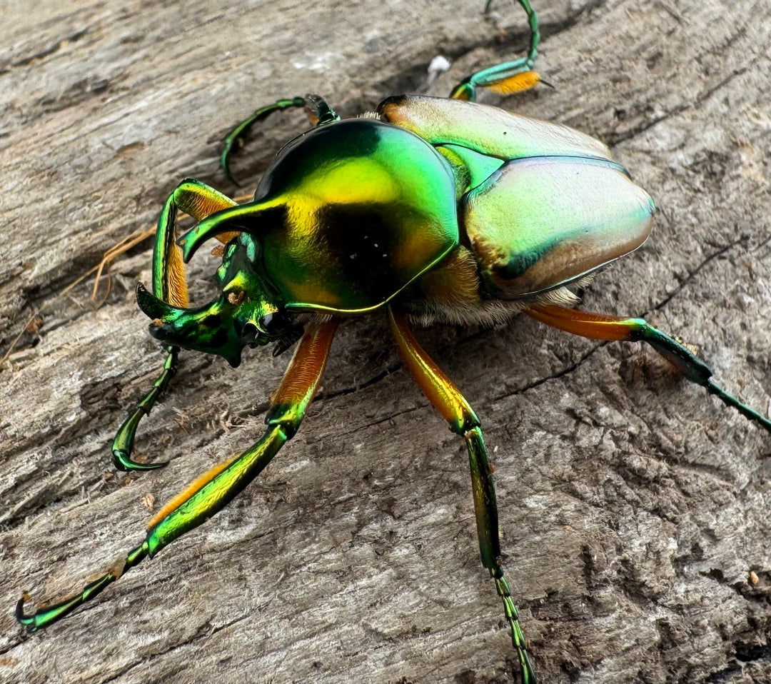 【WD】《セブヒメカブトハナムグリ亜種kachikun ♀パープル系 ペア》