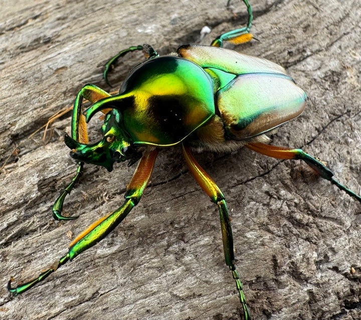 【WD】《セブヒメカブトハナムグリ亜種kachikun ♀パープル系 ペア》