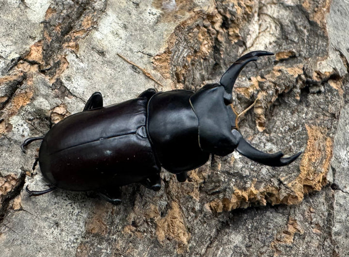 【WF2】《ドルクス ニンティエンシス（リンジー） 36.5mm ペア》