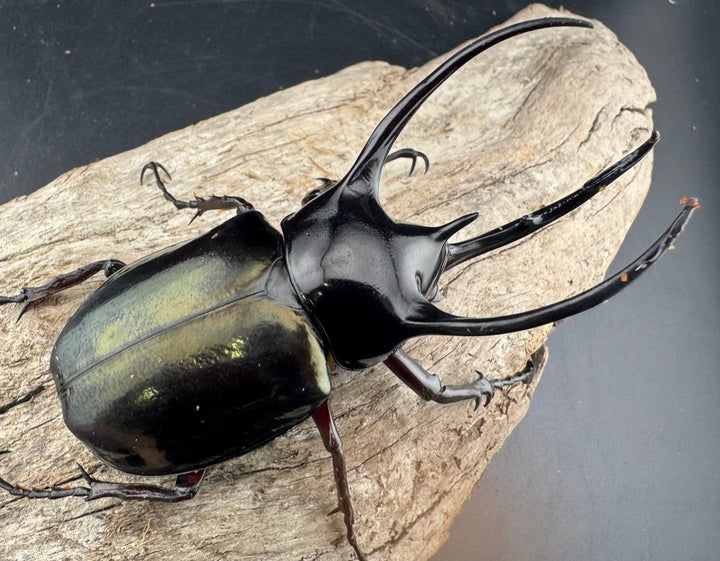 【WD】《ジャワコーカサスオオカブト 85.5mm ペア》