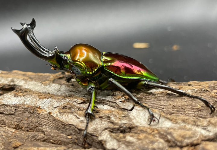 《ニジイロクワガタ 52mm ペア》