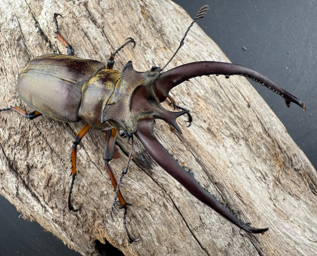 【WD】《プラネットミヤマクワガタ 80mm ペア》