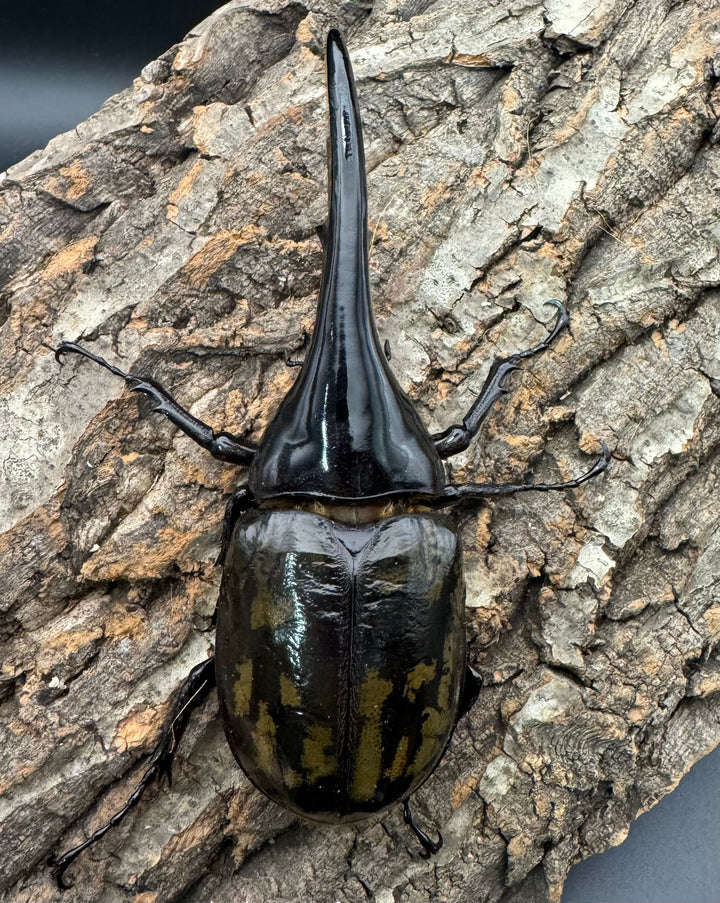 《ヘラクレス・ヘラクレス 144mm ペア》