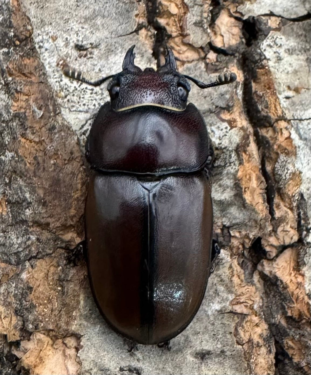 【WD】《アスタコイデスノコギリ ベンクール産 62.5mm ペア》