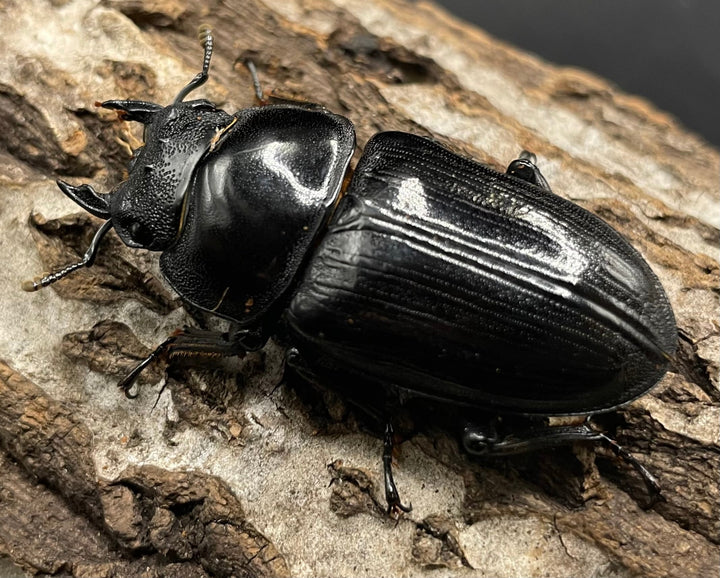 《オオクワガタ 久留米血統 75mm ペア》