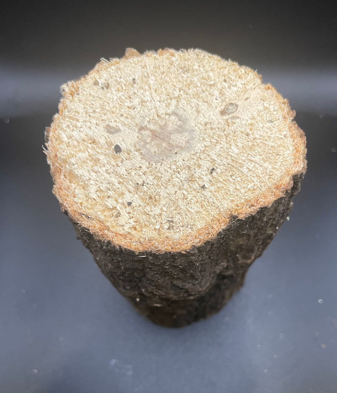 【10本セット】【3年物】産卵木 ナラ材 Mサイズ