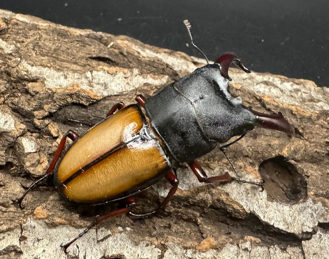 【WF1】《ウムハンギノコギリ 64mm ♂単》