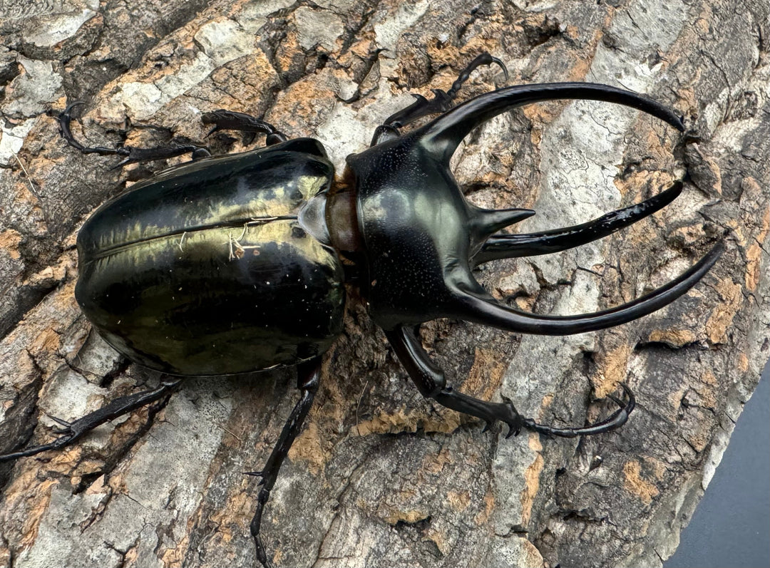 【WD】《ミンダナオアトラスオオカブト 94mm ペア》