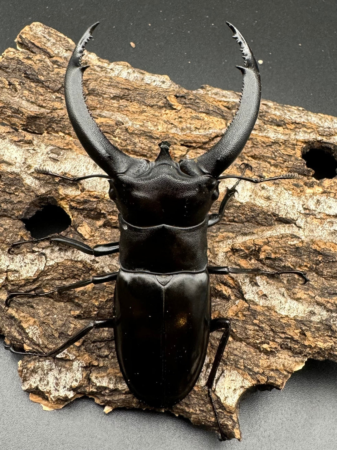 【WD】《リノケロスフタマタクワガタ 86mm ペア》