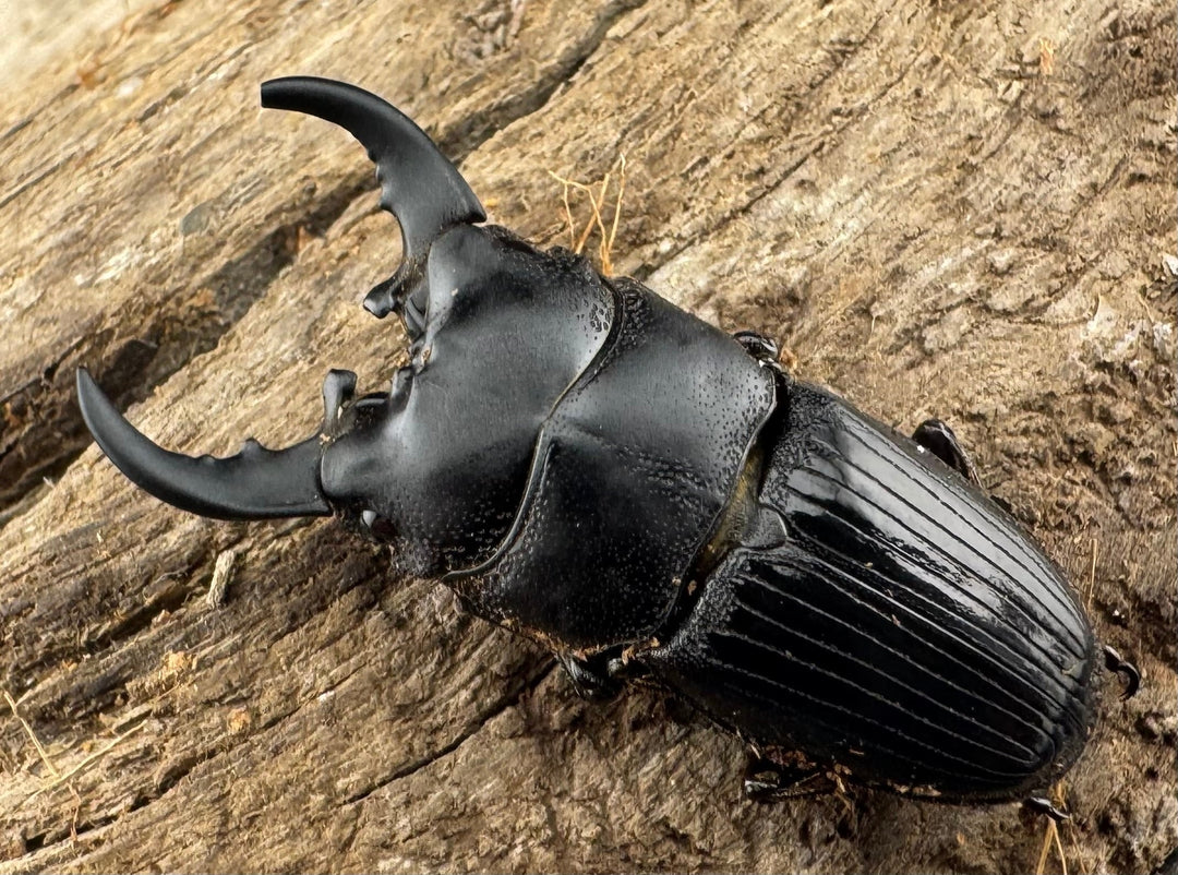 【WD】レア種《ミンダナオネブト 31mm A'品ペア》