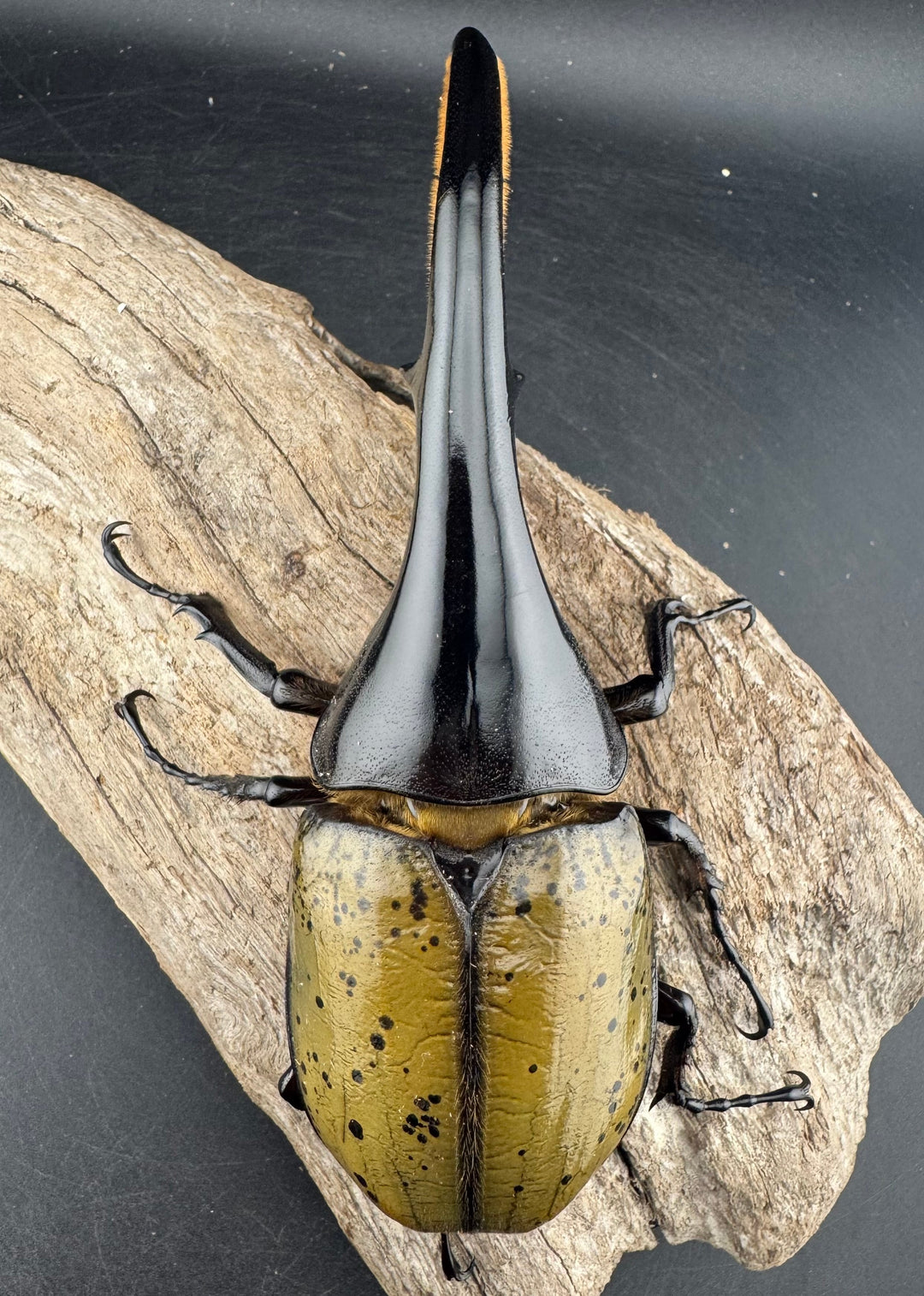 《ヘラクレス・ヘラクレス 143mm ♂単》