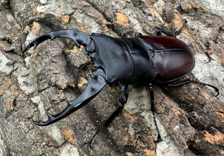 即ブリ《ダビソンフタマタ 77mm ♂♀♀♀♀セット》