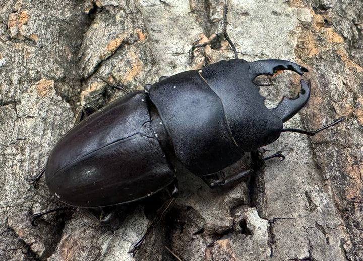 特別特価!!【WD】《タウルスヒラタ ミンダナオ産 ペア》