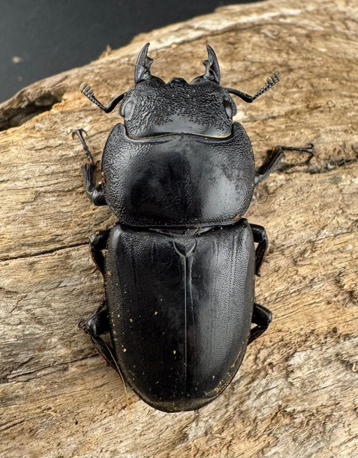 【WD】《ミンダナオヒラタ マラグサン産 91mm ペア》