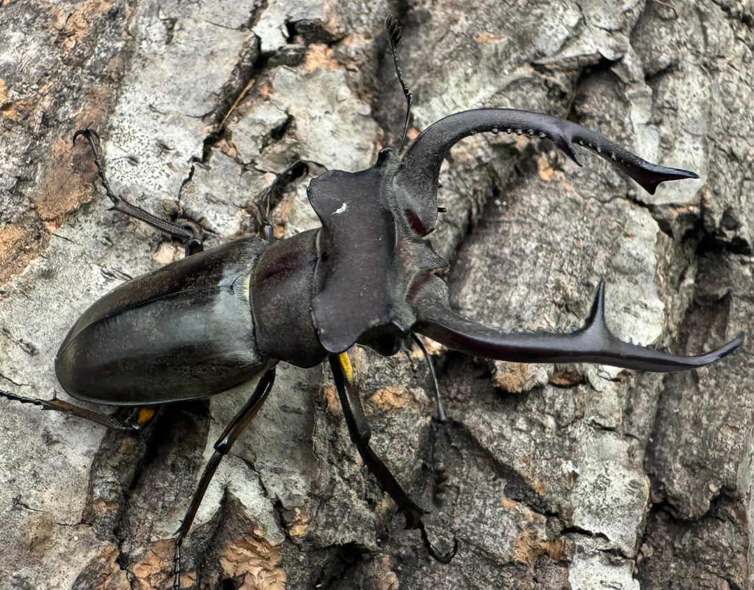 【WD】《クラーツミヤマ原名亜種 59mm ペア》