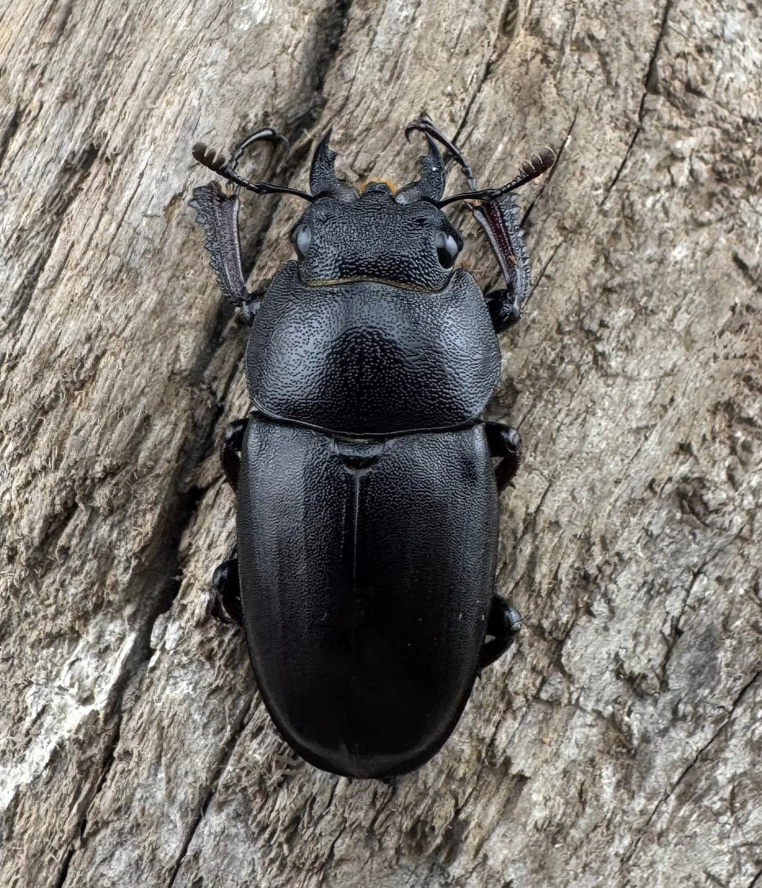 【WD】大歯《ノコギリクワガタ 山梨県産 55-60mm ペア》