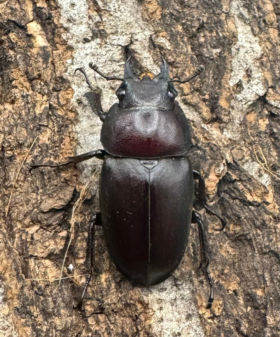 【WF1】《本土ノコギリクワガタ 八王子産 53.5mm ペア》