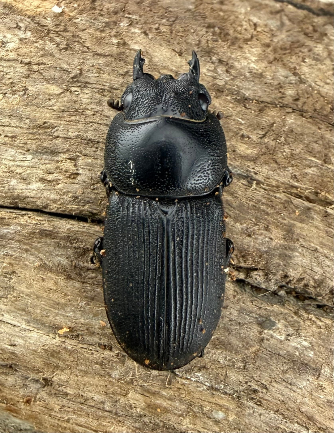 【WD】《ハンステインヒラタ原名亜種 47mm ペア》