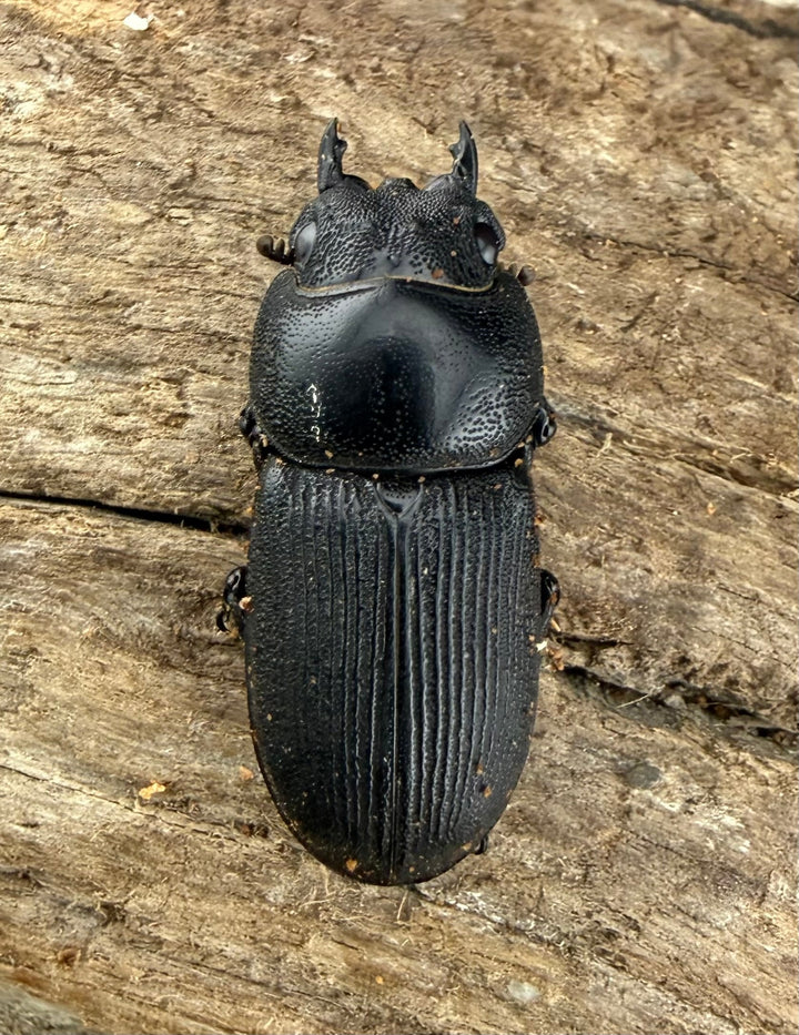 【WD】《ハンステインヒラタ原名亜種 47mm ペア》