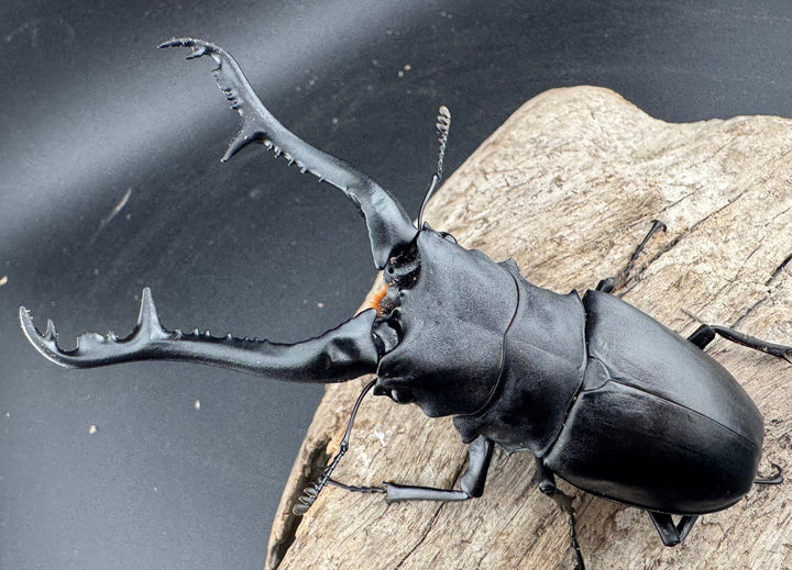 【WF2】《ギラファノコギリ亜種ケイスケ 108mm ペア》