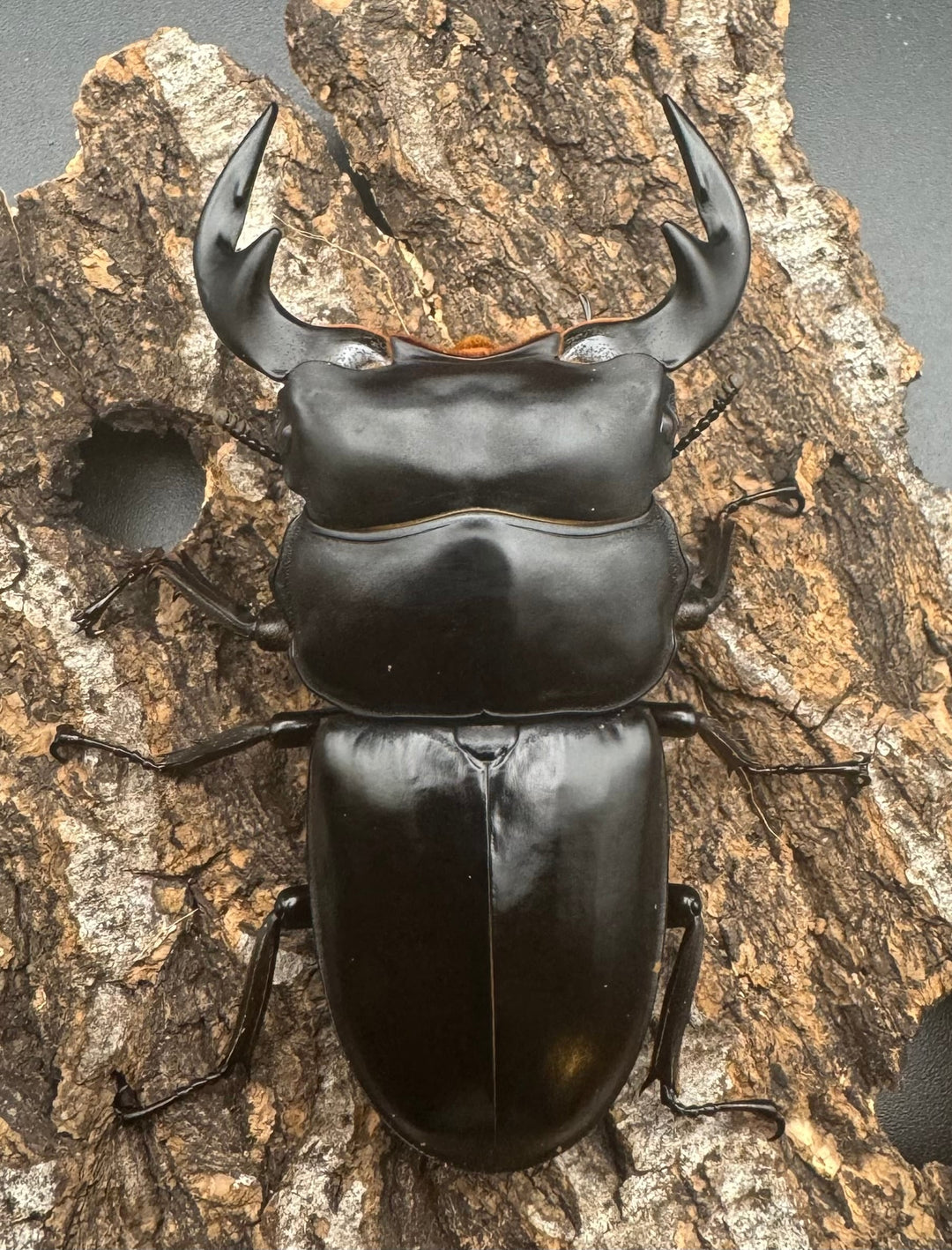 【WF1】《アンタエウスオオクワ カオバン産 75mm ペア》