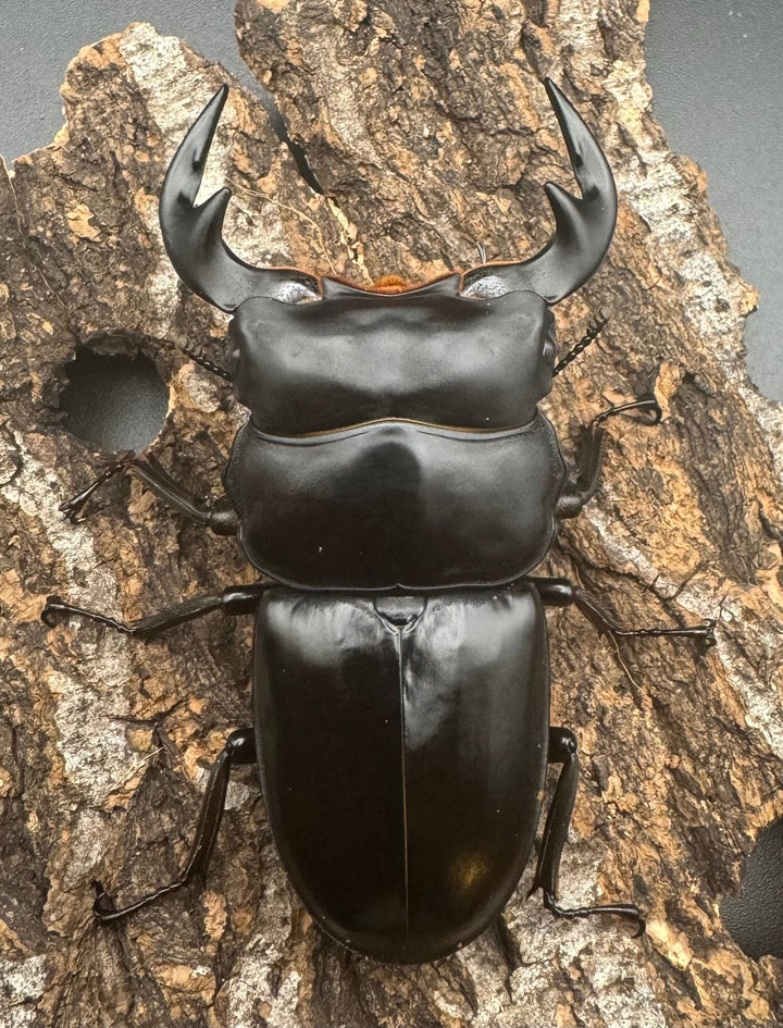 【WF1】《アンタエウスオオクワ カオバン産 75mm ペア》