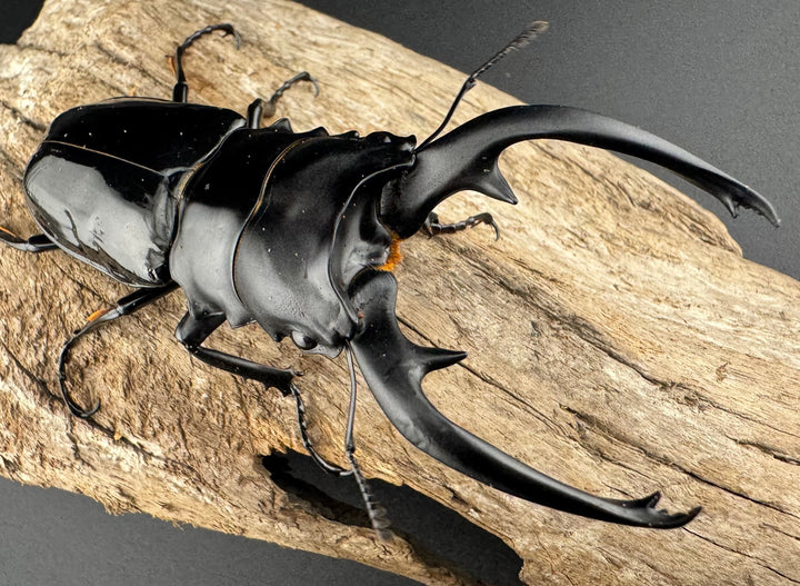 【WD】《インターメディアツヤクワガタ ネグロス島産 96.5mm ペア》