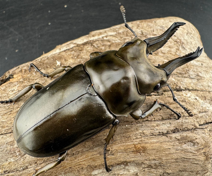 《ローゼンベルグオウゴンオニクワガタ 67mm ♂単》