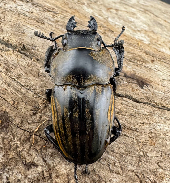 【WD】《ストリアータツヤクワガタ 48mm ペア》