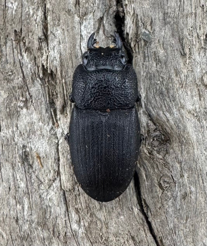 【WD】《フィリピンネブト亜種バンガイエンシス 30mm ペア》