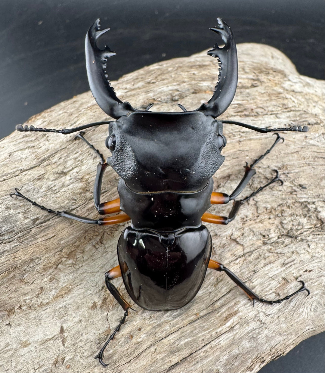 【WD】《インペリアリスツヤ亜種komorii 63mm ペア》