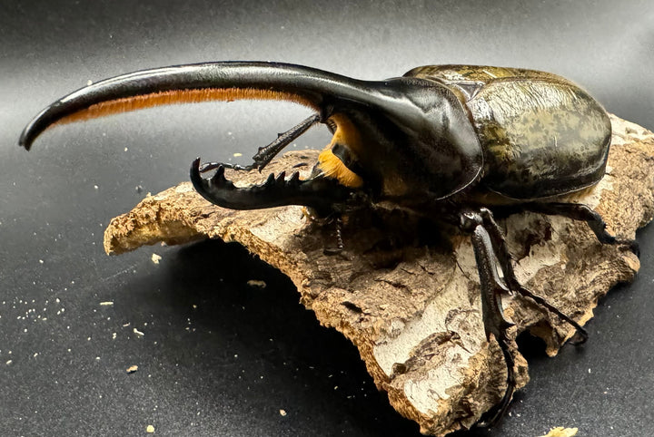 《ヘラクレス・ヘラクレス 126mm ペア》