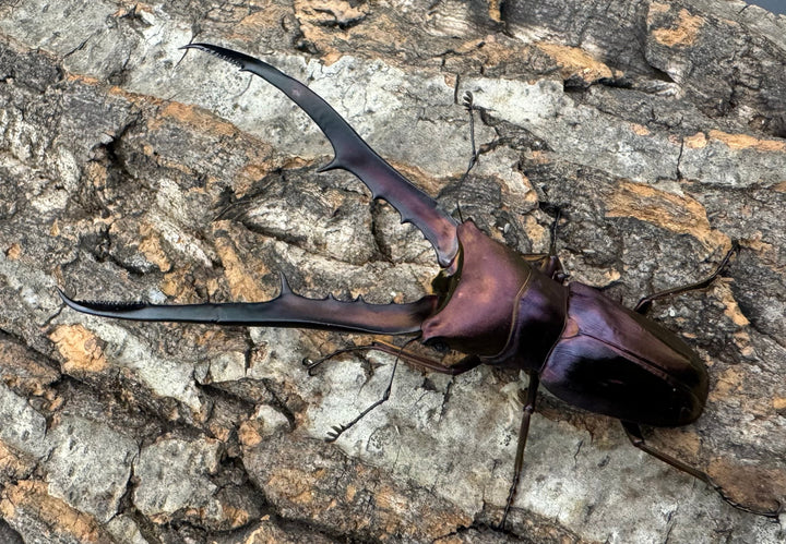 【美麗】《メタリフェルホソアカ 85mm ペア》セルヴォラン氏ブリード個体