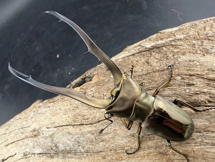 《メタリフェルホソアカ亜種イソガイ 73.5mm ペア》