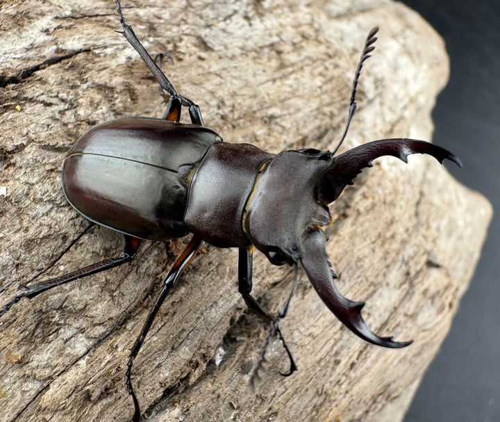 【WD】《シセンミヤマクワガタ 36mm ♂♀♀トリオ》