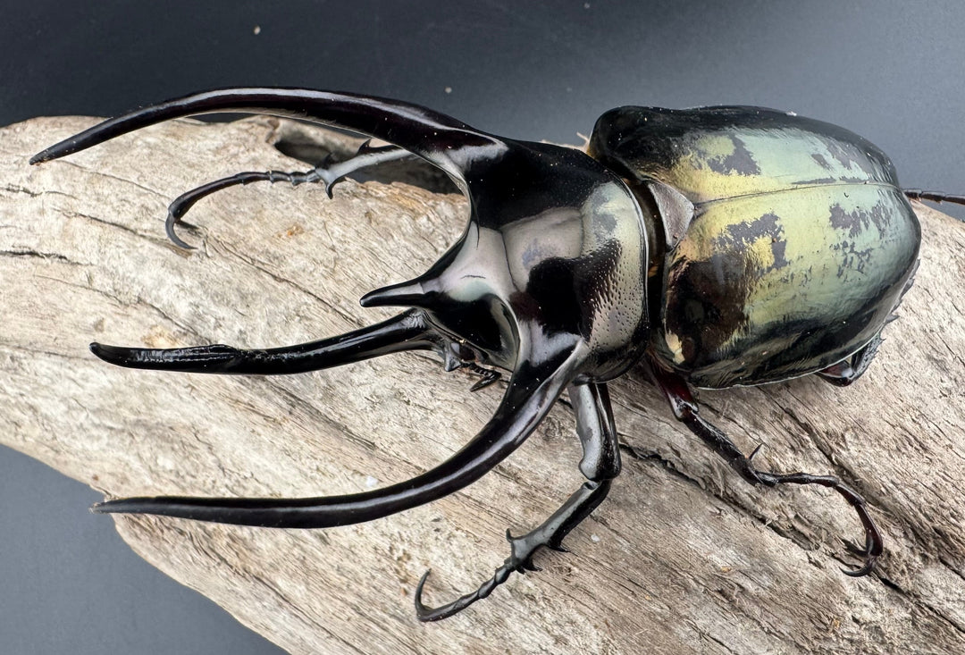 【WD】良型《ミンダナオアトラスオオカブト キダパワン産 96mm ペア》