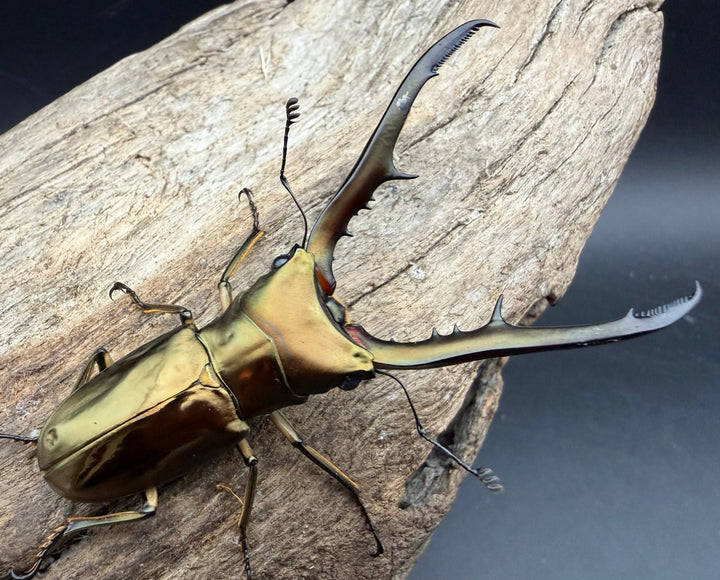 《メタリフェルホソアカ亜種サンギレンシス 71mm ペア》