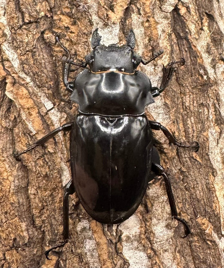 【WD】《ダールマンツヤクワガタ亜種celebensis 87mm ペア》