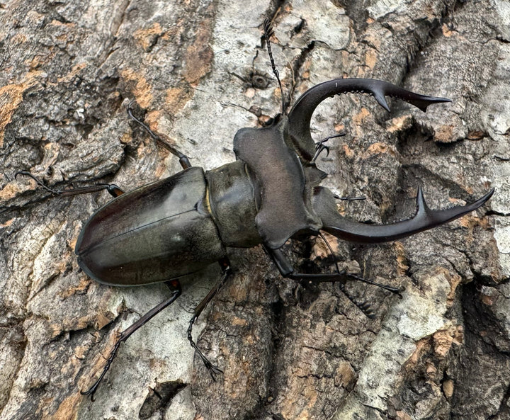 【WD】超大型《クラーツミヤマ原名亜種 66mm ペア》