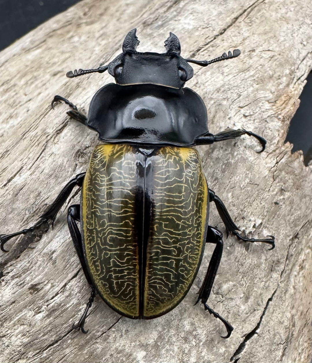 【WD】《スペクタビリスツヤクワガタ 74.5mm A’品ペア》