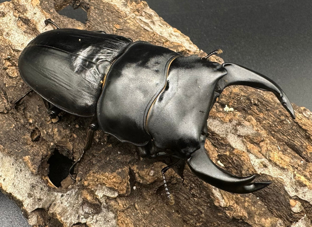 《オオクワガタ 川西血統 78mm ペア》ヒート氏ブリード個体