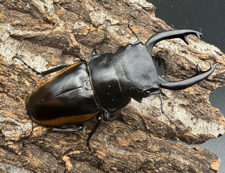 【WD】《スティーブンスツヤ亜種mamaesaensis 71mm ペア》