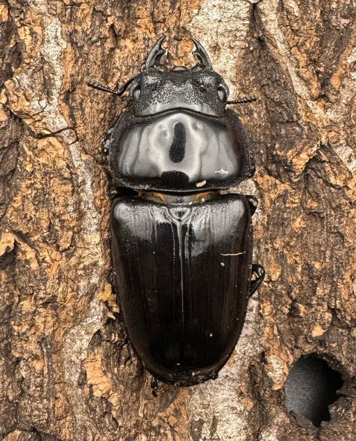 《オオクワガタ TT川西血統 51mm ♀単》ヒート氏ブリード個体